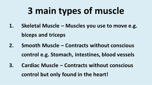 Skeletal Muscle Powerpoint