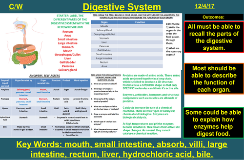The Human Digestive System & Enzymes | AQA B1 4.2 | New Spec 9-1 (2018)
