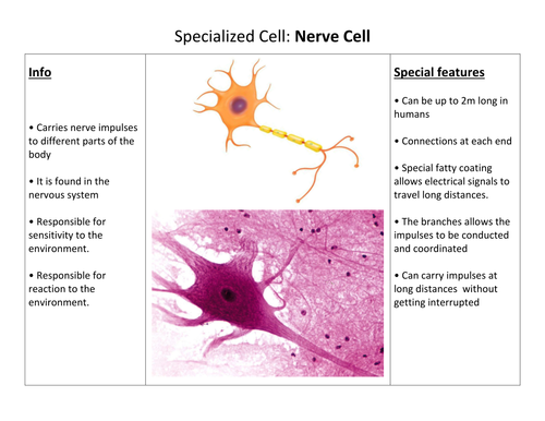 Ks3 Biology Specialised Cells Teaching Resources