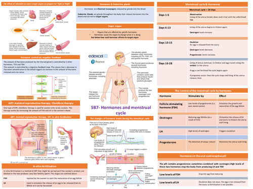SB7 Hormones and the menstrual cycle revision mat