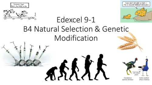 B4 Edexcel 9-1 Natural selection and Genetic modification
