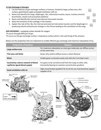 IGCSE BIOLOGY: 11 /12 Gas Exchange & Respiration/13 Excretion