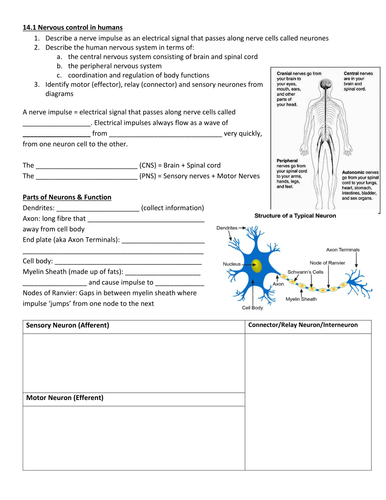 IGCSE Biology: 14 Nervous Control / Hormones / Plant Hormones