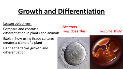 Growth and differentiation