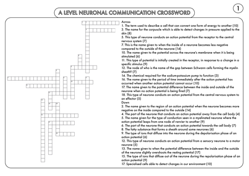 A Level Biology: Crossword Pack on the Nervous System