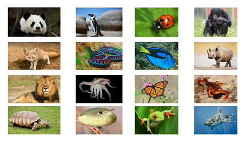Classifying Animals Lesson (Year 6 Living Things)