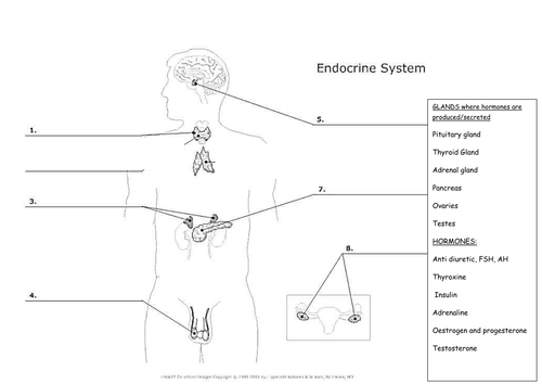 Endocrine glands and hormones body diagram worksheet | Teaching Resources