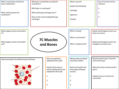 Muscles and Bones Revision Sheet