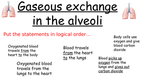 Gaseous exchange in the lungs