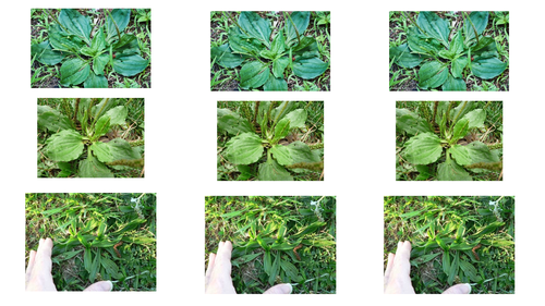 AQA Biology *2017 Spec* Ecology Lesson 4; Sampling and Required Practical