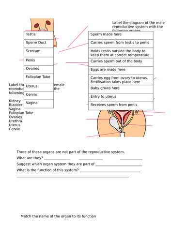 Reproductive Systems Worksheet Teaching Resources 0203