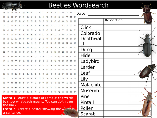 Beetles Wordsearch Insects Animals Starter Settler Activity Homework Cover Lesson