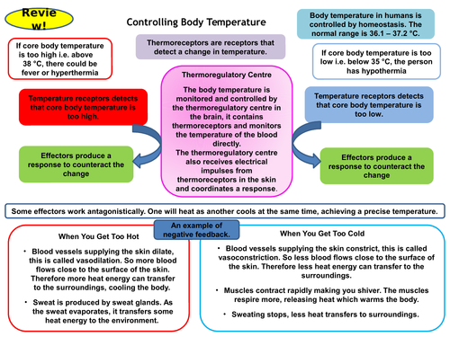 Controlling Body Temperature GCSE Active Revision Card Activity Versatile and Effective