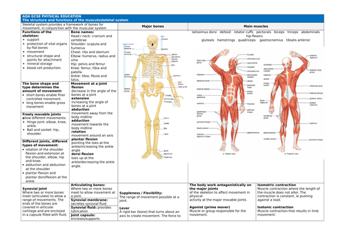 AQA GCSE PE (9-1): Chapter 1a - Applied Anatomy and Physiology - Revision Material