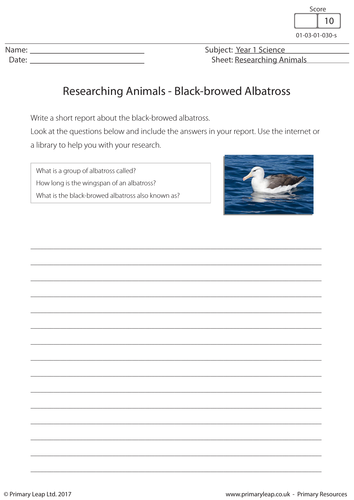 Science Worksheet - Researching Animals: Black-browed Albatross