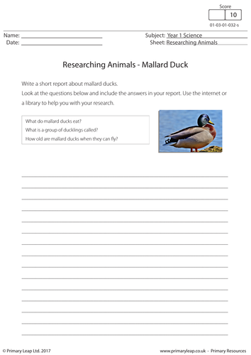 Science Worksheet - Researching Animals: Mallard Duck