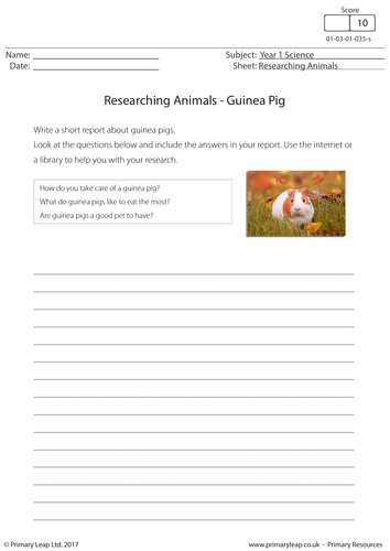 Science Worksheet - Researching Animals: Guinea Pig