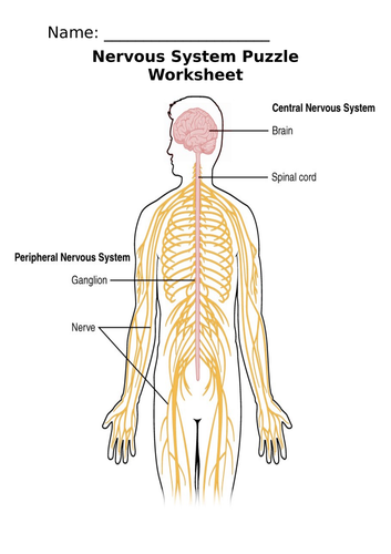 Nervous System Puzzle Worksheet (life skills)