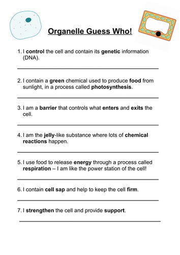 Organelle Guess Who Worksheet Teaching Resources