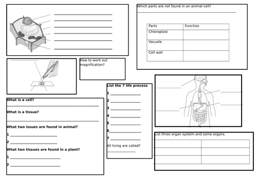 year 7 Cells revision mat