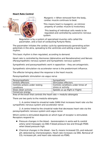 Heart Rate Control - The Brain