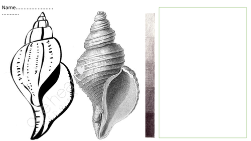 Tonal Worksheets based on Shells - Natural Form