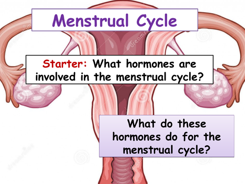 cB6c Menstrual Cycle