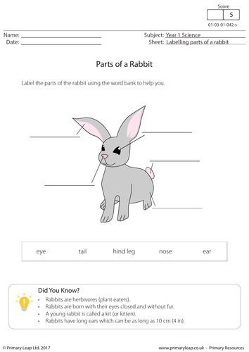 KS1 Science - Labelling Parts of a Rabbit | Teaching Resources