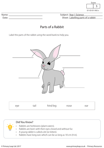 KS1 Science - Labelling Parts of a Rabbit