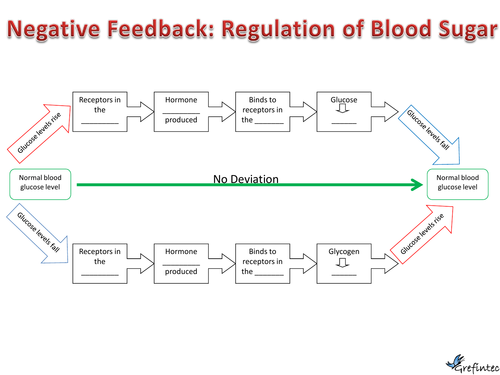 Negative Feedback: Control of blood sugar