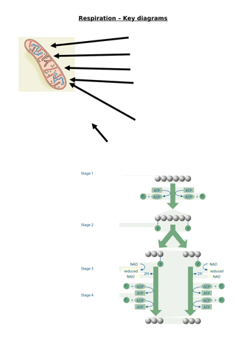 AQA A Level - Aerobic and Aerobic Respiration