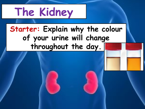 cB7i The Kidney (Separate Science)
