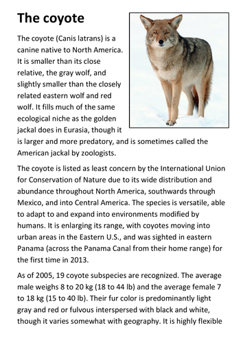 The coyote Handout