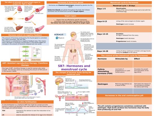 Knowledge organiser SB7 Edexcel Hormones and homeostasis