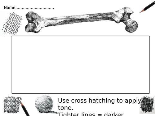 Drawing bones worksheets