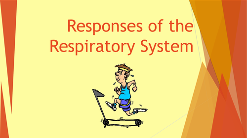 Short and Long Term Effects of Exercise on the Respiratory System