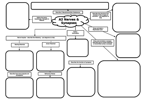 A2 Biology Nerves & Synapses Revision Mat