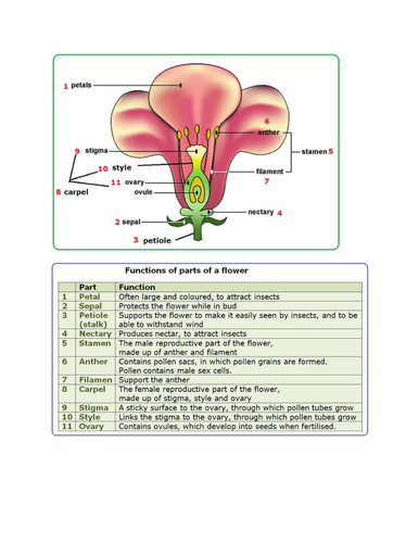 Plant transportation and reproduction diagrams