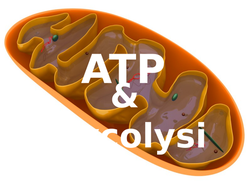 Aerobic respiration - OCR