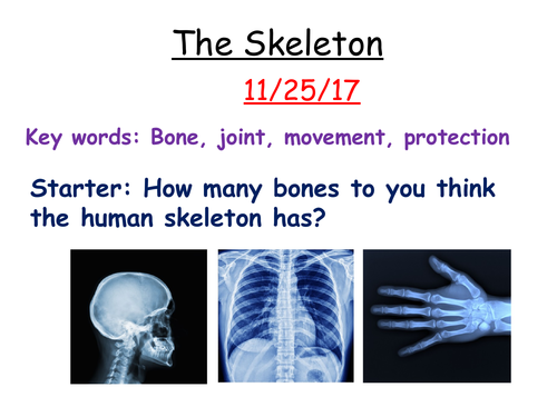 The skeleton