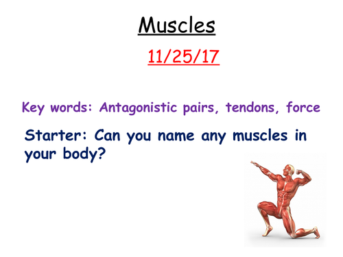 Muscles and antagonistic pairs- KS3 Science