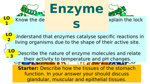 AQA GCSE Biology B2  Enzymes