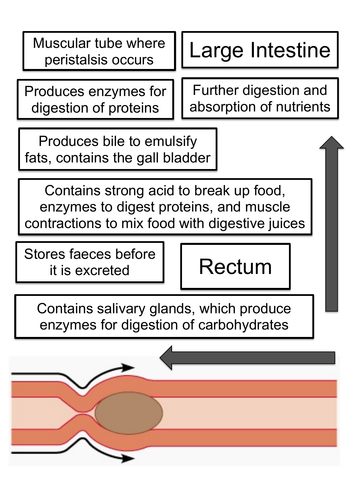 Digestive System Assembly Activity/Challenge