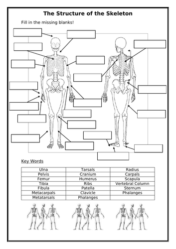 Label a blank skeleton (with key words) by burnsinwigan | Teaching