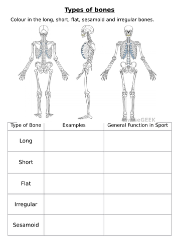 Types of bones worksheet