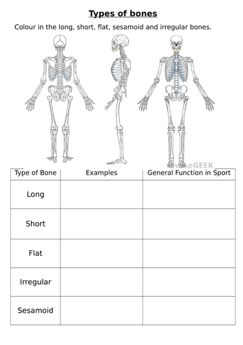 Types of bones worksheet | Teaching Resources