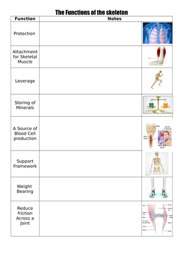 Functions of the skeleton