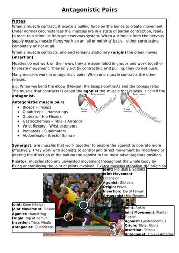 BTEC Level 3 - Antagonistic Pairs Info Sheet