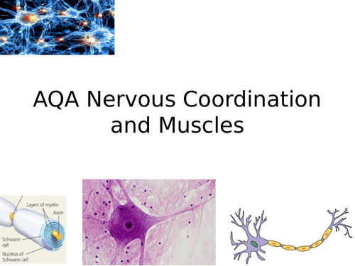 New Spec AQA A2 - Nervous coordination and muscles