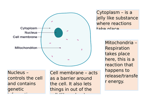 Ks3 Lesson On Animal Cells Teaching Resources